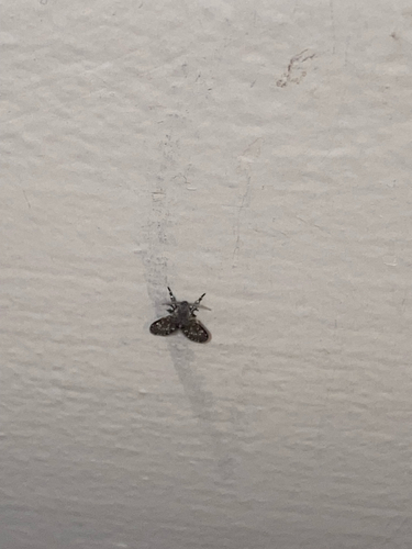 Unknown species found near Guilford County, US-NC, US