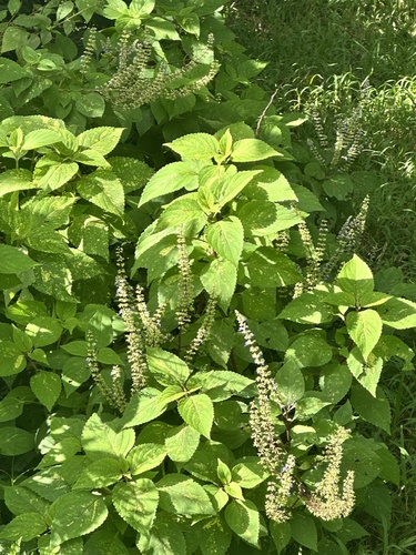 Ocimum gratissimum observed 2026-01-07