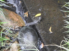 Chelodina expansa