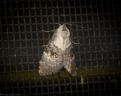 Acatapaustus leucospila
