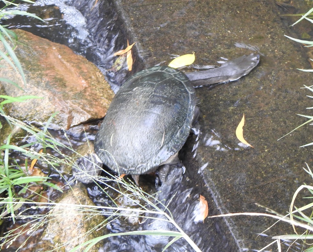 Broad-shelled Turtle