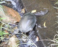 Chelodina expansa