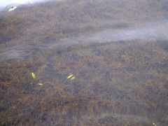 Potamogeton berchtoldii