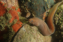 Palechin Moray photo 1