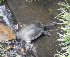 Chelodina expansa