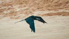 Ascension Frigatebird photo 1