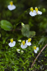 Utricularia mangshanensis