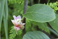 Actinidia eriantha