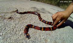 Lampropeltis abnorma