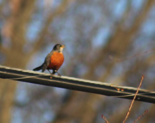 American Robin