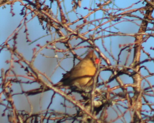 Northern Cardinal