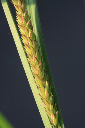 Greater Pond-sedge