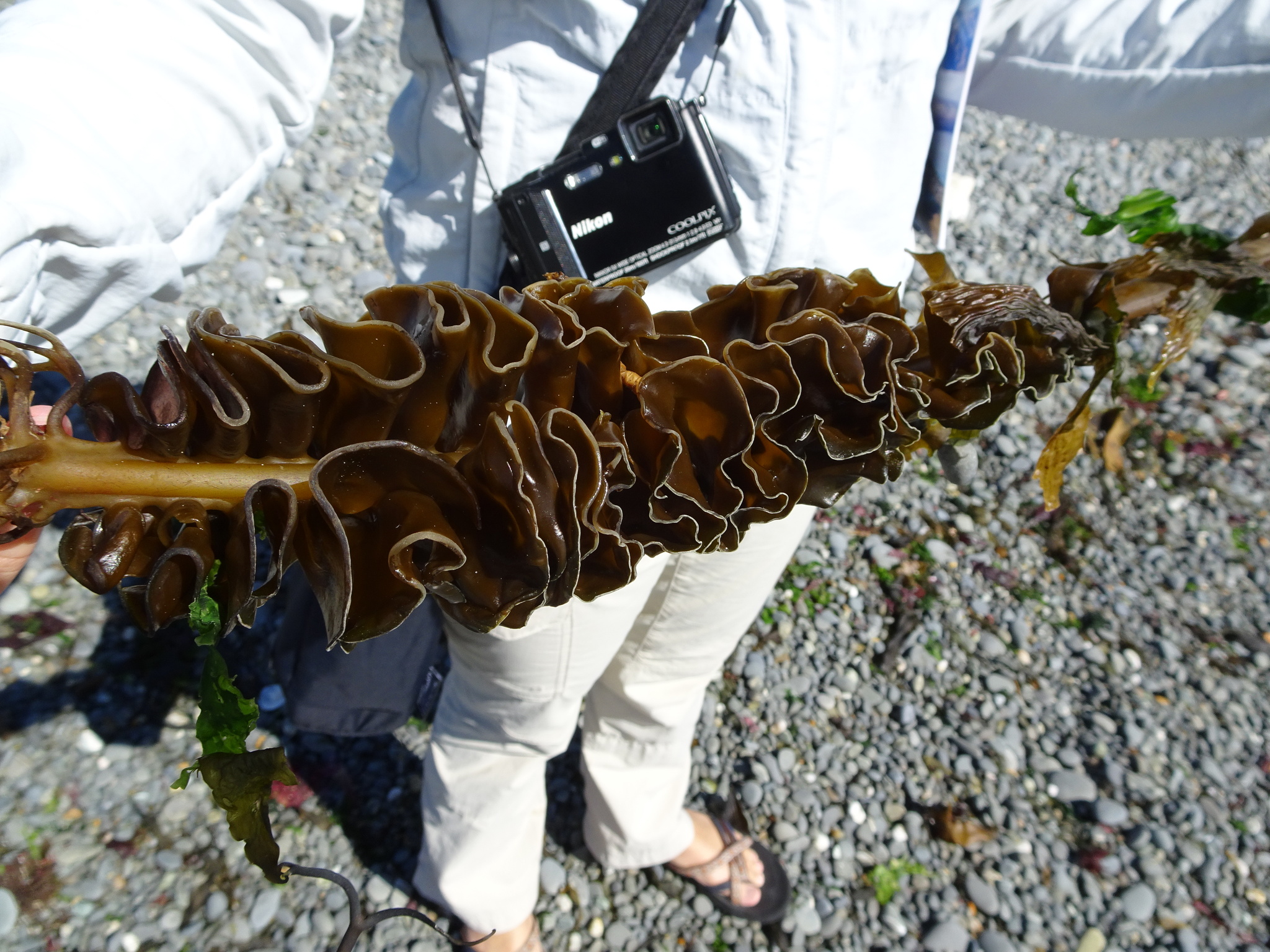 Palm's Poke - La Wakame (Undaria pinnatifida) è un'alga marina