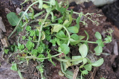 Sedum rhodocarpum