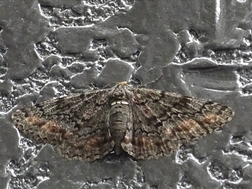 Jankowskia pseudathleta