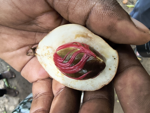 Nutmeg (Myristica fragrans)