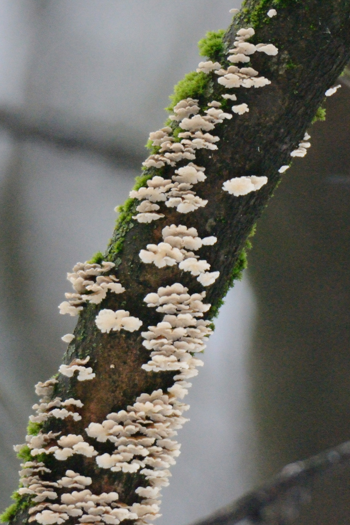 Plicatura crispa · February 2026 · photo: © fyodorp (iNaturalist, cc-by)