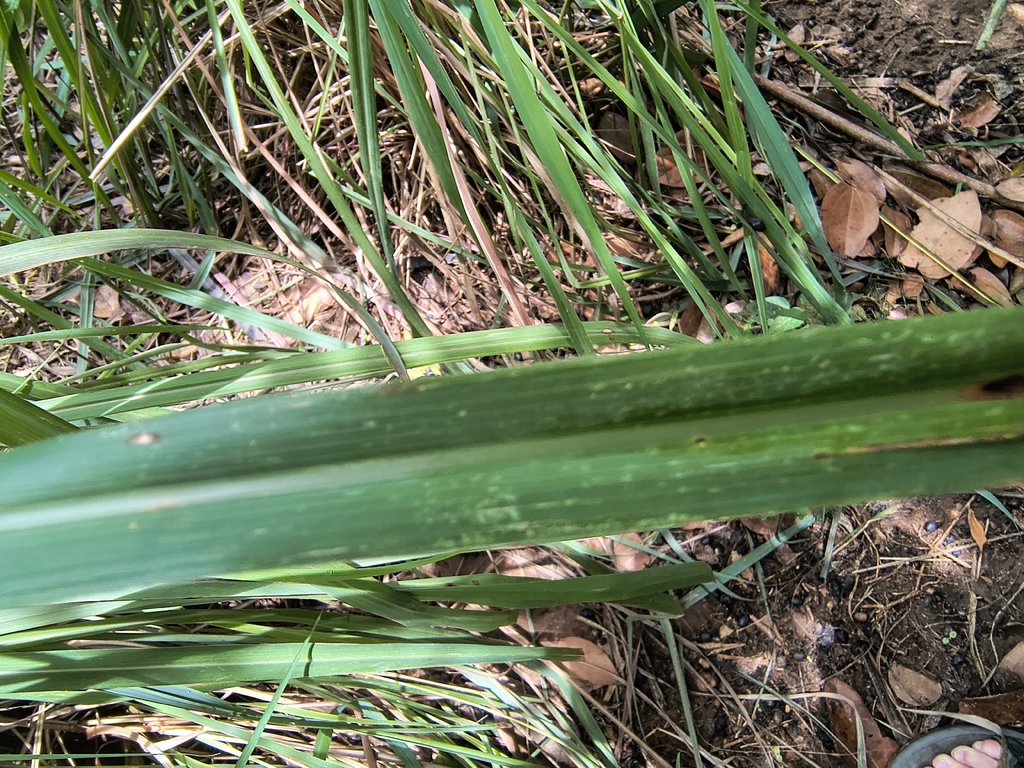 Cymbopogon citratus; photograph author not stated, no rights reserved