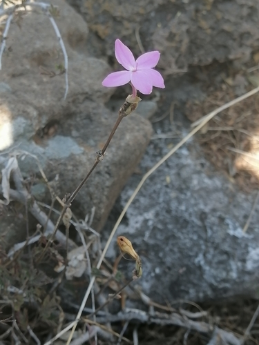 Image of Pseuderanthemum praecox by (c) Erick Vélez Sánchez, some rights reserved (CC BY)