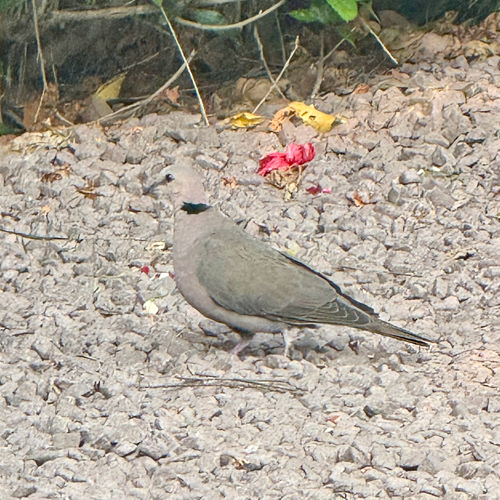 Red-eyed Dove