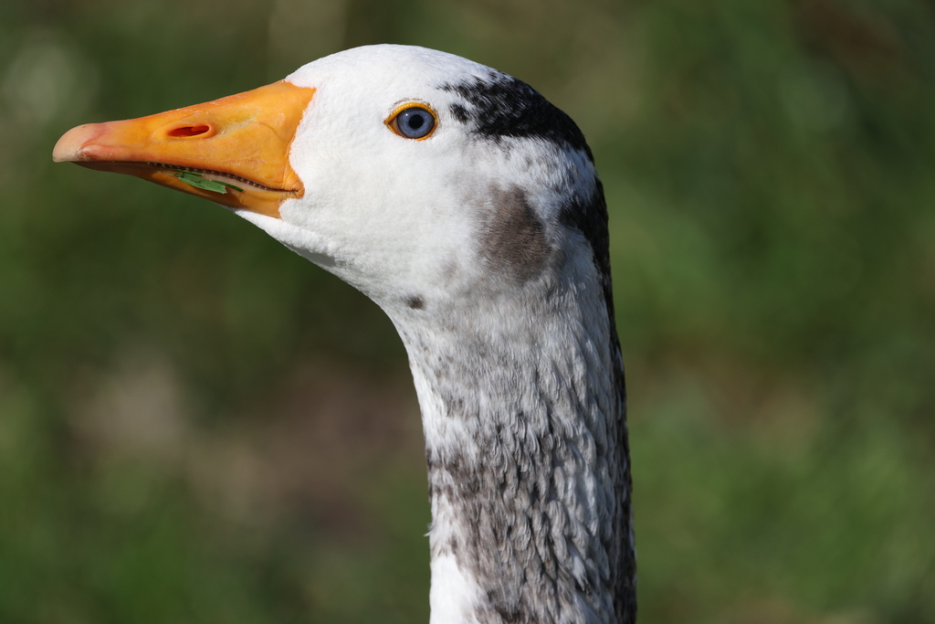 Greylag × Bar-headed Goose