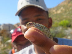 Bradypodion atromontanum