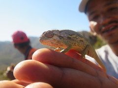 Bradypodion atromontanum