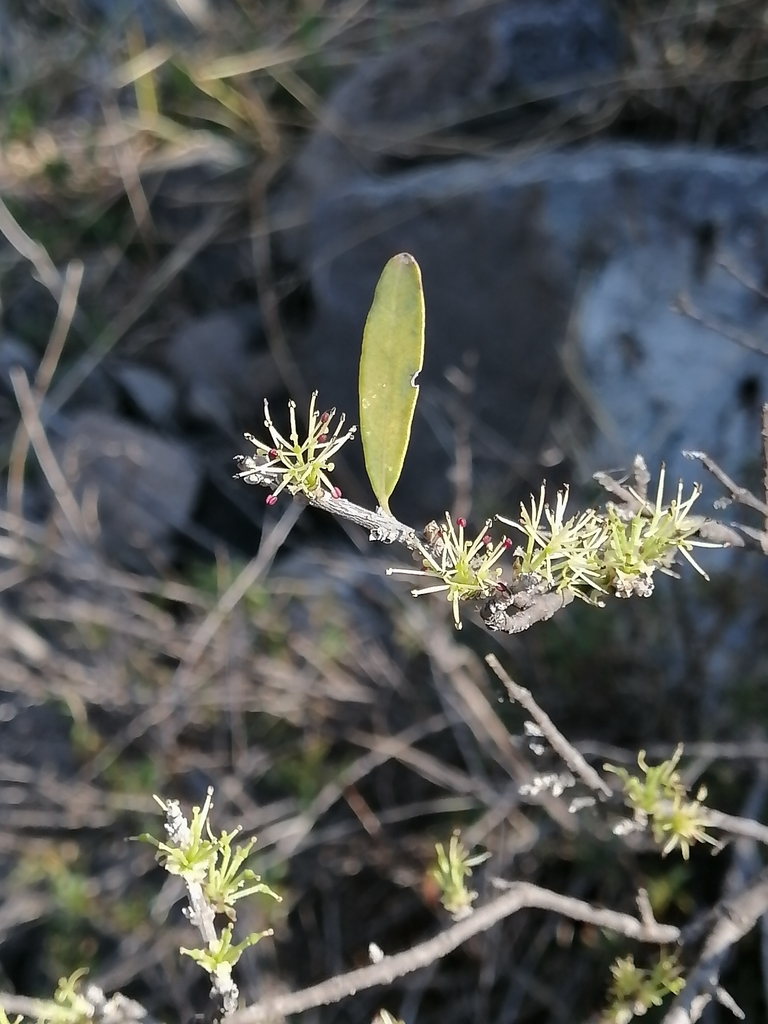 Forestiera phillyreoides (Forestiera phillyreoides)