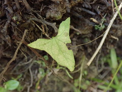 Calystegia marginata