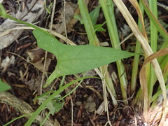 Calystegia marginata