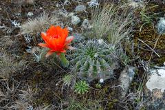 Echinopsis calorubra
