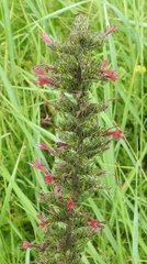 Pontechium maculatum