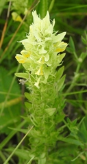 Melampyrum argyrocomum