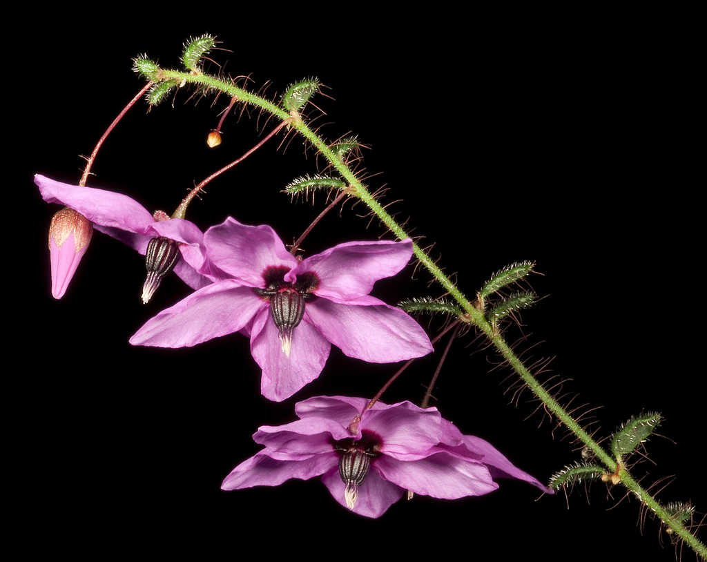 hairy pink-bells