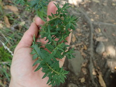 Pimelea tomentosa
