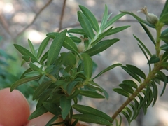 Pimelea tomentosa