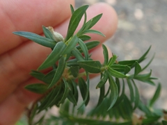 Pimelea tomentosa