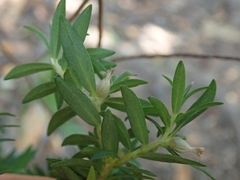 Pimelea tomentosa