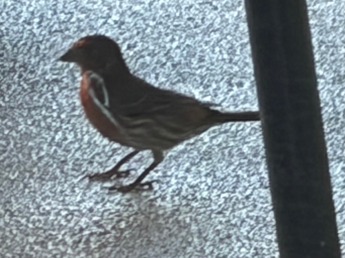 House Finch