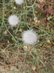 Launaea mucronata