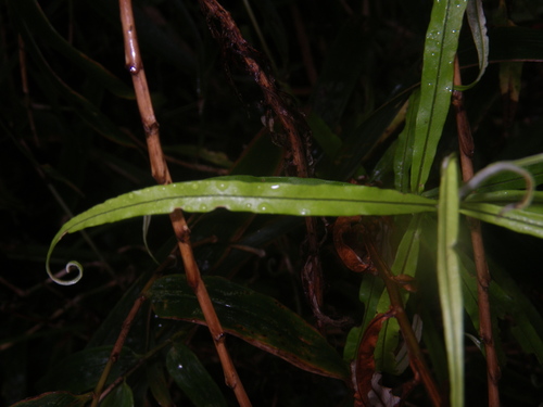 Helichrysum mutisiaefolium image