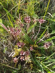Chaerophyllum eriopodum