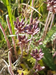 Chaerophyllum eriopodum