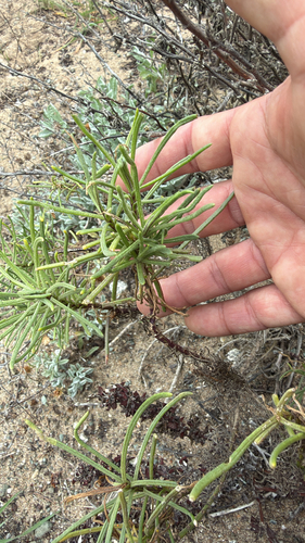 Senecio blochmaniae, photograph 6
