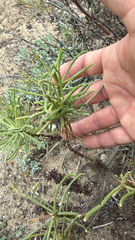 Senecio blochmaniae, photograph author not stated, no rights reserved
