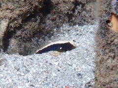 Skunk Shrimp-Goby photo 1