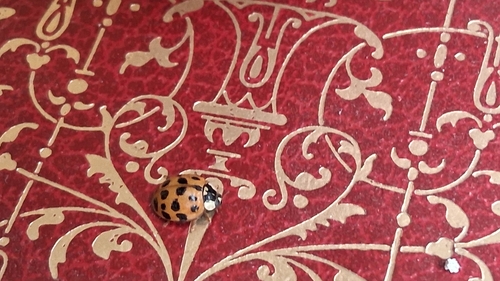 Asian Lady Beetle