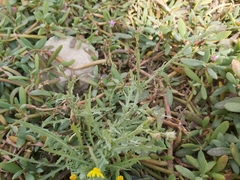 Launaea mucronata