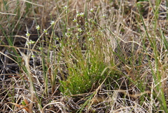 Sabulina stricta
