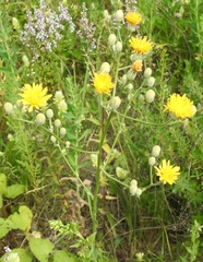 Crepis pannonica